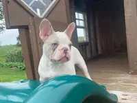 Panda, a male French Bulldog for sale in Fennimore, WI – 6 of 9