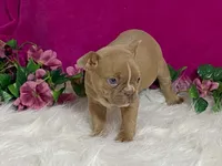 Zasha, a female Frenchton for sale in Fennimore, WI – 8 of 10