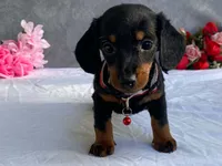 May, a female Dachshund for sale in Fennimore, WI – 2 of 9