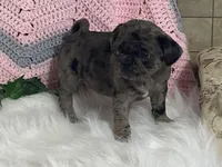 Violet, a female Pug for sale in Fennimore, WI – Photo 7 of 10
