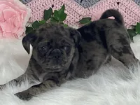 Violet, a female Pug for sale in Fennimore, WI – Photo 1 of 10
