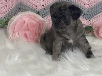 Violet, a female Pug for sale in Fennimore, WI – Photo 4 of 10