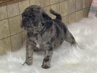 Violet, a female Pug for sale in Fennimore, WI – Photo 5 of 10