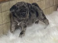 Violet, a female Pug for sale in Fennimore, WI – Photo 2 of 10