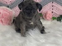 Violet, a female Pug for sale in Fennimore, WI – Photo 3 of 10