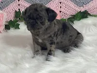 Violet, a female Pug for sale in Fennimore, WI – Photo 8 of 10