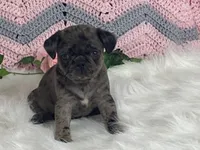 Violet, a female Pug for sale in Fennimore, WI – Photo 9 of 10
