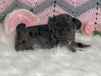 Violet, a female Pug for sale in Fennimore, WI – Photo 6 of 10