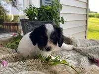 petunia, a female Cavapoo for sale in Fennimore, WI – 6 of 10