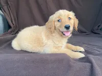 Lola, a female Golden Retriever for sale in Fennimore, WI – 8 of 10