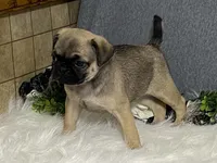 Ava, a female Pug for sale in Fennimore, WI – 4 of 10