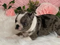 Barbie, a female Boston Terrier for sale in Fennimore, WI – 5 of 10