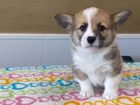 Bubbly, a female Pembroke Welsh Corgi for sale in Fennimore, WI – 2 of 8
