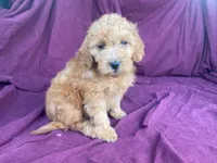 Goldy, a female Goldendoodle for sale in Fennimore, WI – 7 of 10