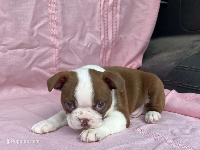 Big Red – Boston Terrier puppy for sale in Fennimore, WI