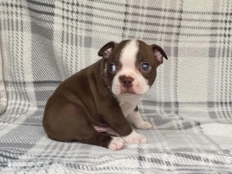 Choco – Boston Terrier puppy for sale in Fennimore, WI