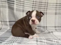 Choco, a male Boston Terrier for sale in Fennimore, WI – 1 of 9