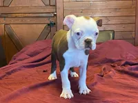 fido, a male Boston Terrier for sale in Fennimore, WI – 10 of 10