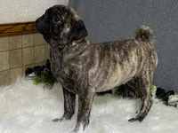 Valery, a female Pug for sale in Fennimore, WI – 6 of 10