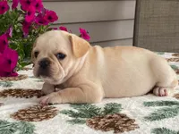Sunshine, a female French Bulldog for sale in Fennimore, WI – 8 of 9