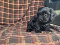 Katie, a female Cavalier King Charles Spaniel and Shih Tzu for sale in Fennimore, WI – 3 of 10