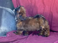 Barney, a male Shih Tzu for sale in Fennimore, WI – 9 of 10