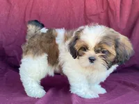 Billy, a male Shih Tzu for sale in Fennimore, WI – 9 of 10