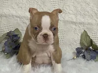 Yori, a male Boston Terrier for sale in Fennimore, WI – 10 of 10
