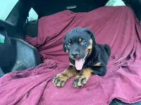 Taffy, a female Rottweiler for sale in Fennimore, WI – 9 of 9