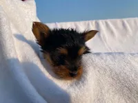 Charlie, a male Yorkshire Terrier for sale in Fennimore, WI – 5 of 10