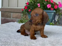 Hershey, a male Dachshund for sale in Fennimore, WI – 8 of 10