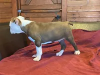 fido, a male Boston Terrier for sale in Fennimore, WI – 6 of 10