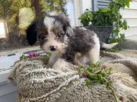 Rusty, a male Cavapoo for sale in Fennimore, WI – 8 of 10
