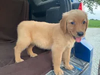 Jasper, a male Golden Retriever for sale in Fennimore, WI – 3 of 9