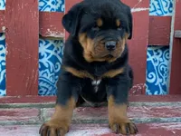 Chopper, a male Rottweiler for sale in Fennimore, WI – 7 of 10