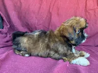 Bowser, a male Shih Tzu for sale in Fennimore, WI – 8 of 9