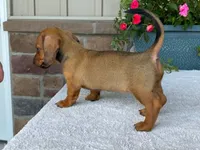 Twix, a female Dachshund for sale in Fennimore, WI – 8 of 10
