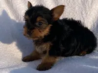 Chad, a male Yorkshire Terrier for sale in Fennimore, WI – 2 of 10