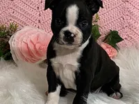 Blaze, a male Boston Terrier for sale in Fennimore, WI – 6 of 9