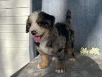 Stormy, a female Bernedoodle for sale in Fennimore, WI – Photo 2 of 9