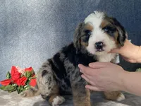 Stormy, a female Bernedoodle for sale in Fennimore, WI – Photo 5 of 9