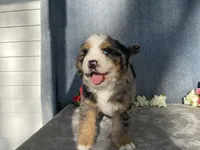 Stormy, a female Bernedoodle for sale in Fennimore, WI – Photo 6 of 9