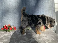 Stormy, a female Bernedoodle for sale in Fennimore, WI – Photo 7 of 9