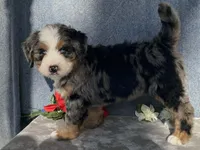 Stormy, a female Bernedoodle for sale in Fennimore, WI – Photo 4 of 9