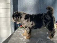 Stormy, a female Bernedoodle for sale in Fennimore, WI – Photo 8 of 9