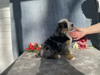 Stormy, a female Bernedoodle for sale in Fennimore, WI – Photo 9 of 9
