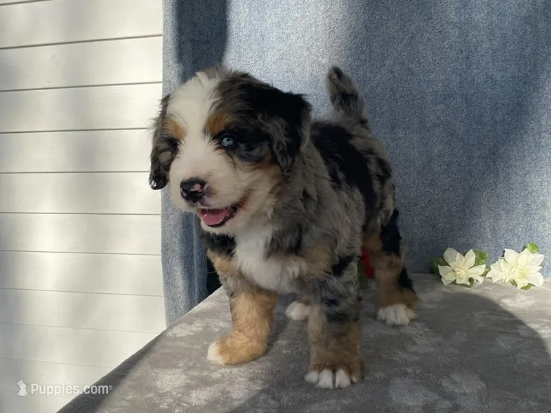 Stormy, a female Bernedoodle for sale in Fennimore, WI – Photo 1 of 9