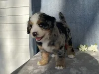 Stormy, a female Bernedoodle for sale in Fennimore, WI – Photo 1 of 9