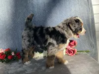 Stormy, a female Bernedoodle for sale in Fennimore, WI – Photo 3 of 9