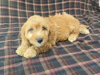 Mindy, a female Cavachon for sale in Fennimore, WI – 1 of 9